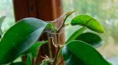 Як позбутися веб-галочки: методи та засоби